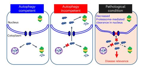 Nuclear proteasomes buffer cytoplasmic proteins during .